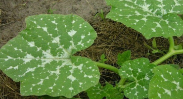 Listy okurky zbělají: příčiny a způsoby jejich odstranění